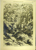 Original Old Antique Print 1869 Forest Cuba Trees River Water Rocks Victorian