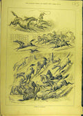 Original Old Antique Print 1879 Horse Australia Sturgess Equine Wild Ranch 19th