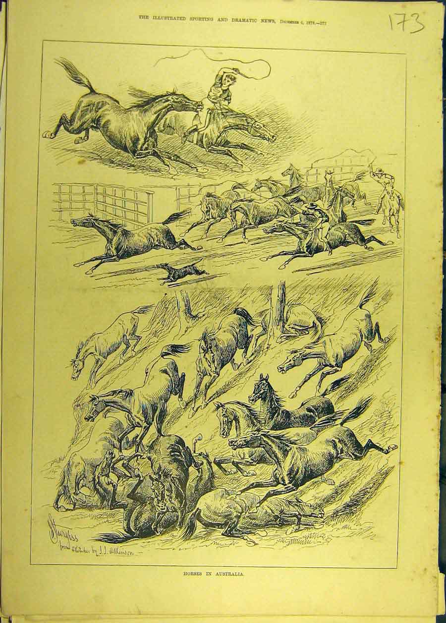 Original Old Antique Print 1879 Horse Australia Sturgess Equine Wild Ranch 19th