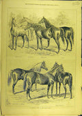 Original Old Antique Print 1877 Mynton Stud Horses Syrian Knapp Sturgess 19th
