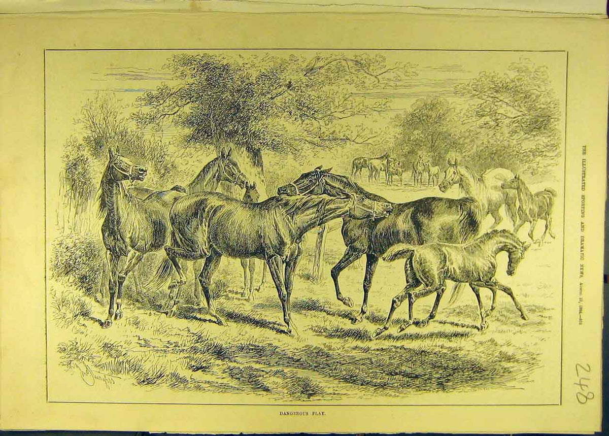 Original Old Antique Print 1884 Dangerous-Play Horses Foals Horse Animal 19th