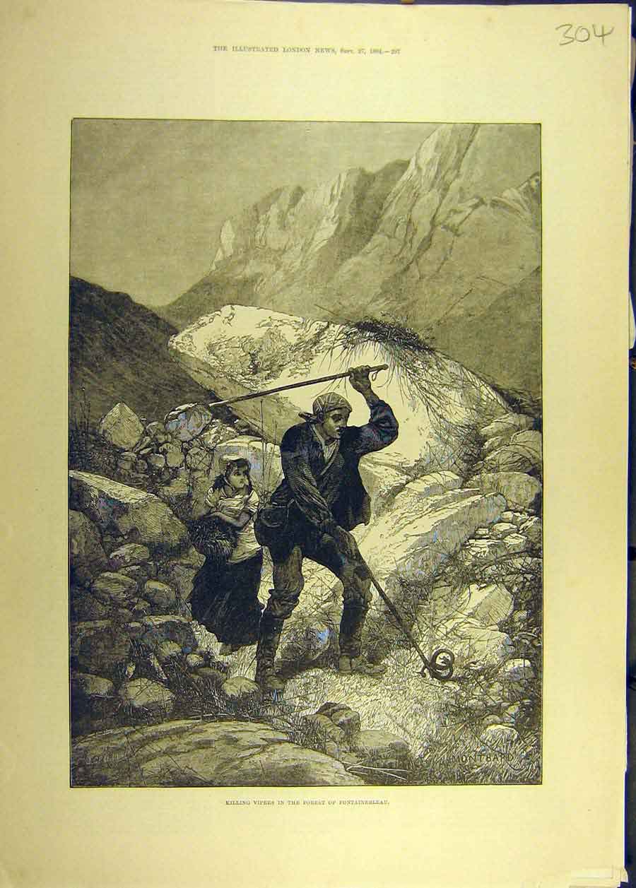 Original Old Antique Print 1884 Viper Snake Forest Fountainbleau Reptile 19th