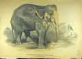 Original Old Antique Print 1884 Burmese White Elephant Young-Taloung Barnum 19th