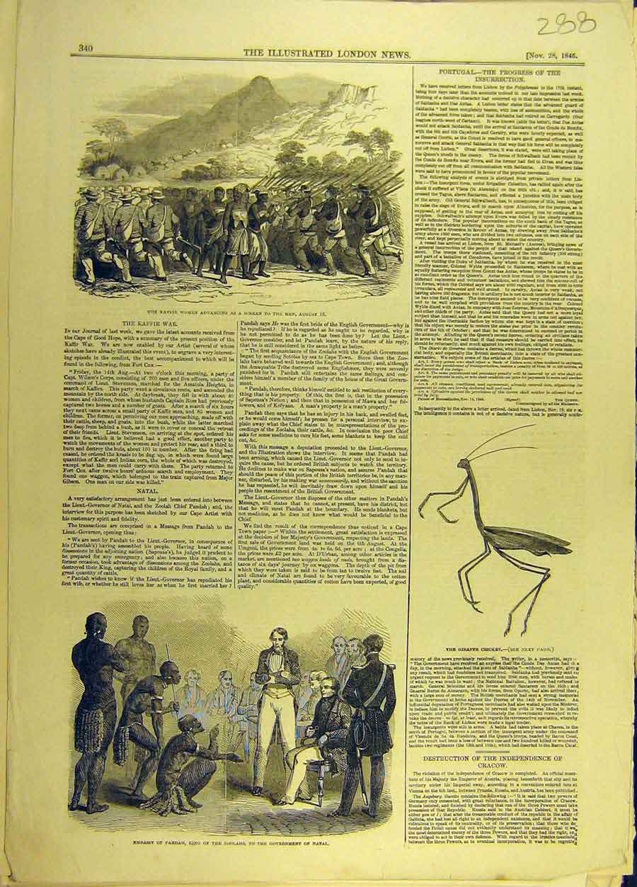 Original Old Antique Print Kaffir War Natal Giraffe Cricket Insect Zoolahs