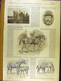 Original Old Antique Print 1894 Bruntwood Stud Horses Platt Corston Victorian
