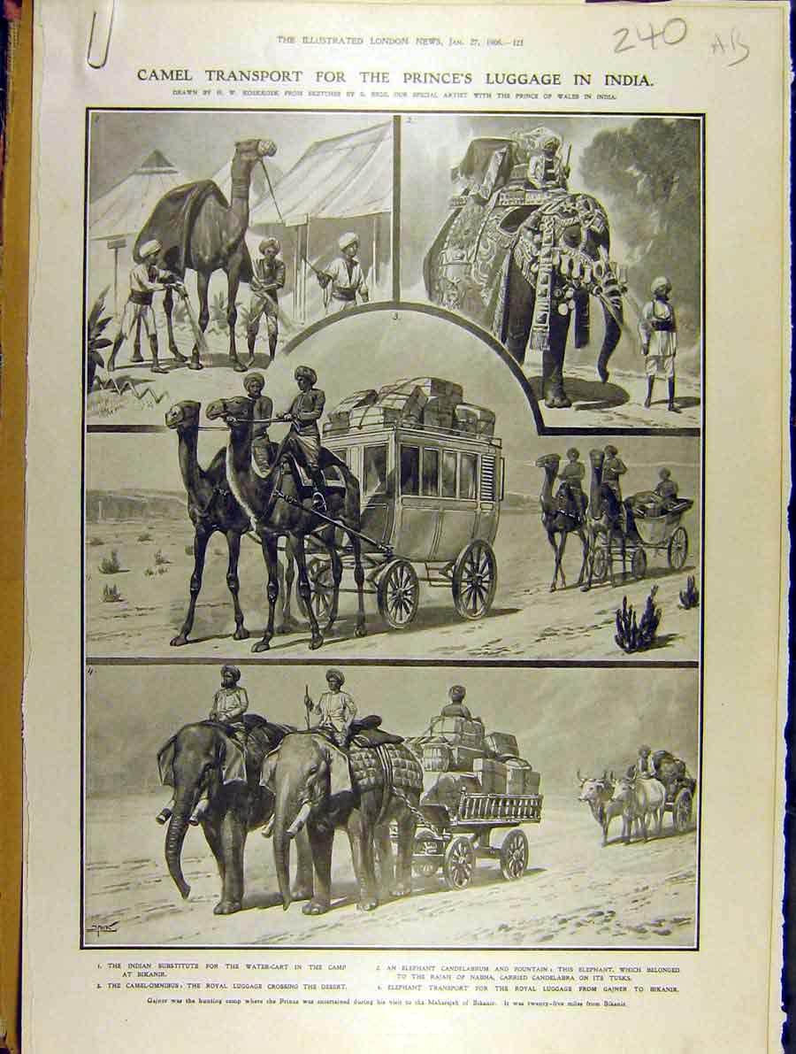 Original Old Antique Print 1906 Camel Transport Prince India Army Rawal Pindi