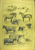 Old Antique Print 1884 Bath West-England Show Maidstone Cattle Horse Shee 19th