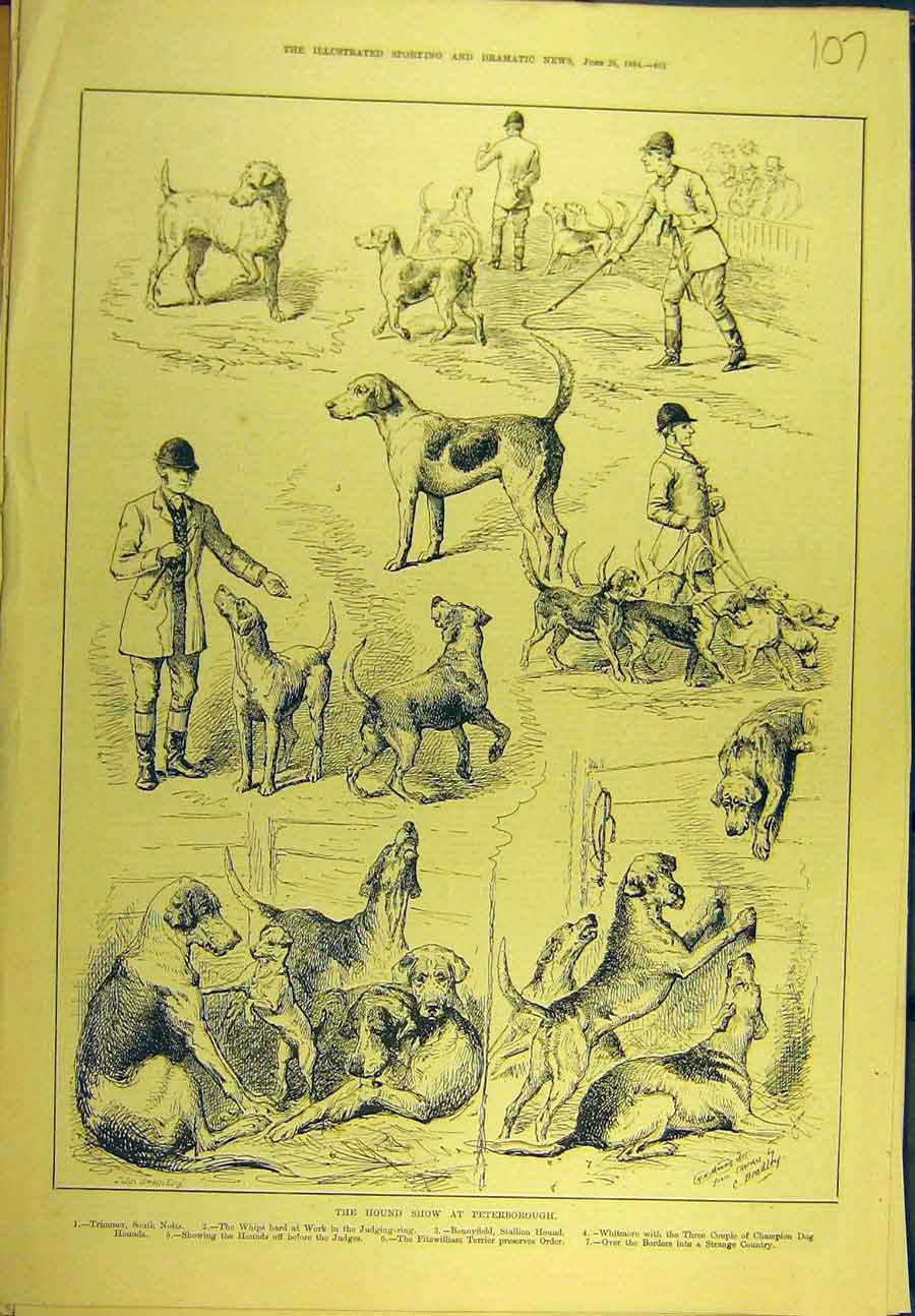 Original Old Antique Print 1884 Hound Show Peterborough Dogs Sport Victorian