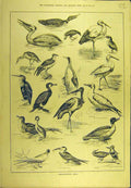 Original Old Antique Print 1884 Fish-Destroying Birds Penguin Tern Stork Osprey