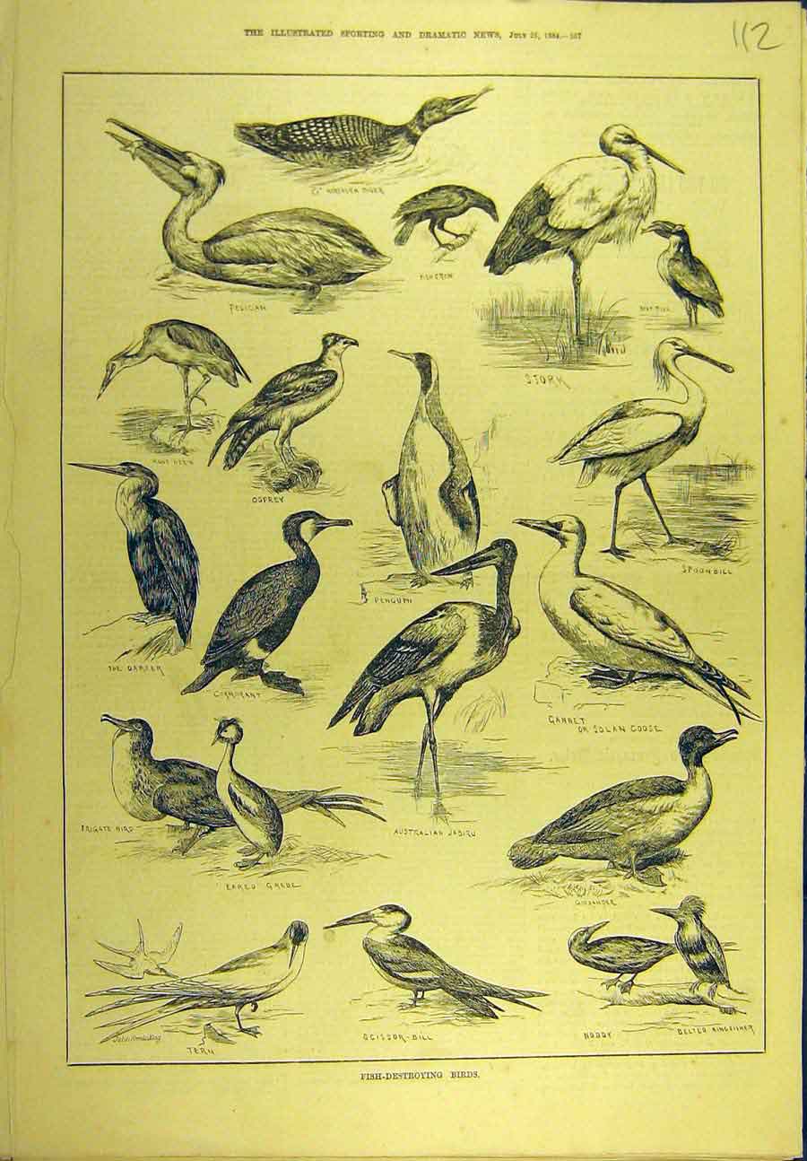 Original Old Antique Print 1884 Fish-Destroying Birds Penguin Tern Stork Osprey