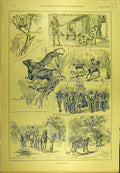 Original Old Antique Print 1895 Tiger Shooting Hunting Sketches Sport Victorian