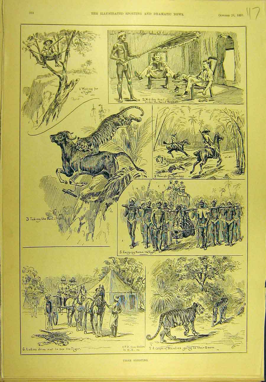 Original Old Antique Print 1895 Tiger Shooting Hunting Sketches Sport Victorian