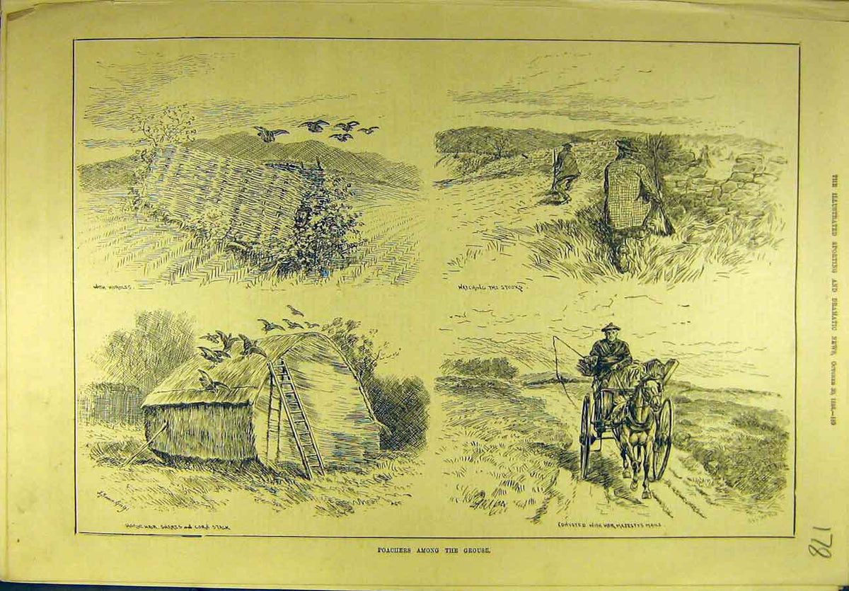 Original Old Antique Print 1886 Poachers Grouse Game-Birds Sport 19th