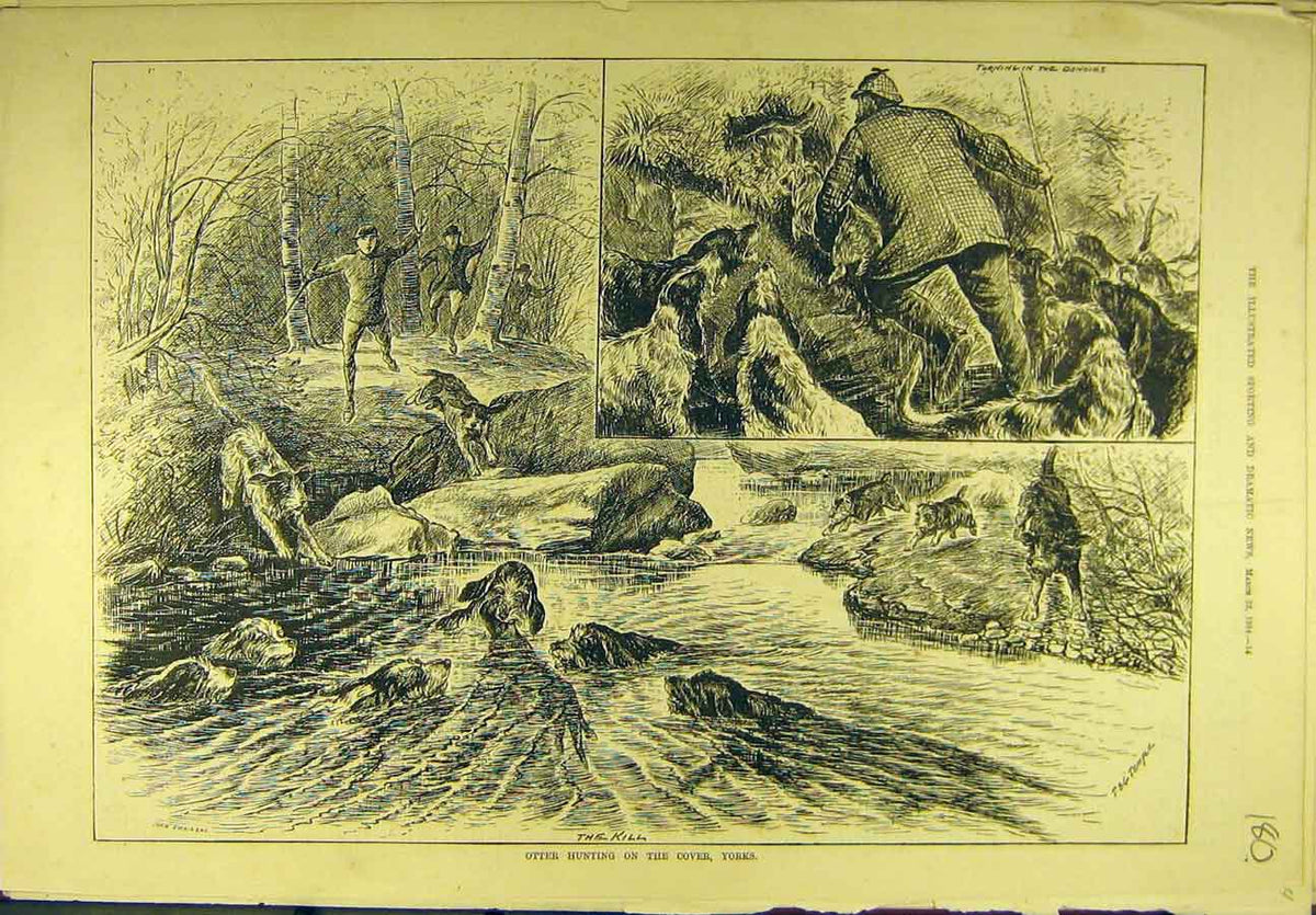 Original Old Antique Print 1884 Otter Hunting Cover Yorks. Hounds Dogs Sport