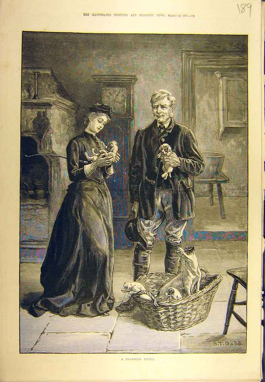 Original Old Antique Print 1887 Promising Litter Dogs Puppies Terrier Dadd 19th