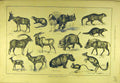 Original Old Antique Print 1884 Sport Hunting Wild-Animals Soudan Antelope Hog