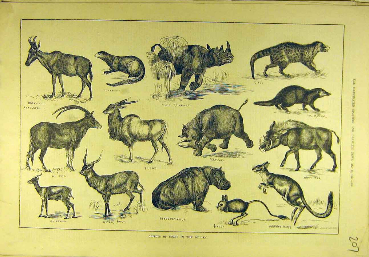 Original Old Antique Print 1884 Sport Hunting Wild-Animals Soudan Antelope Hog