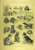 Original Old Antique Print 1884 Dog Show Warwick Hounds Canine Sport Victorian
