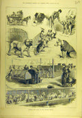 Original Old Antique Print 1883 Kennel Club Show Crystal Palace Dogs Victorian