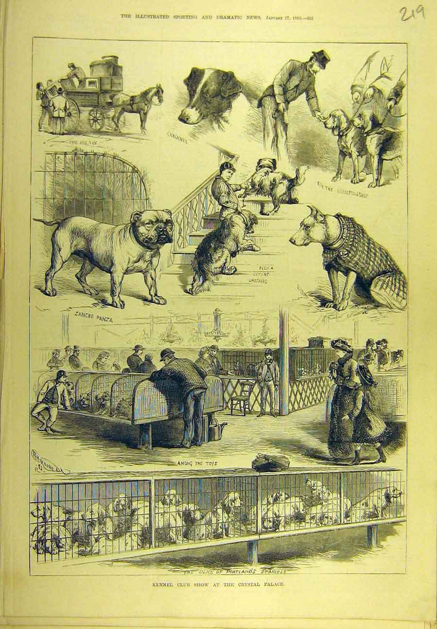 Original Old Antique Print 1883 Kennel Club Show Crystal Palace Dogs Victorian