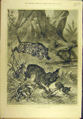 Original Old Antique Print 1881 Attack Jungle Leopard Boar Wild-Animal Sport