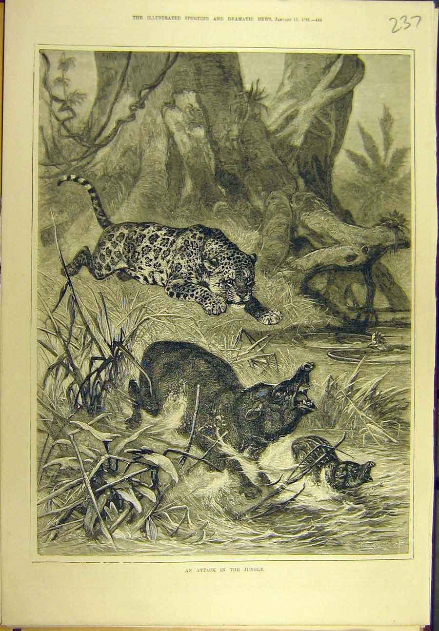 Original Old Antique Print 1881 Attack Jungle Leopard Boar Wild-Animal Sport
