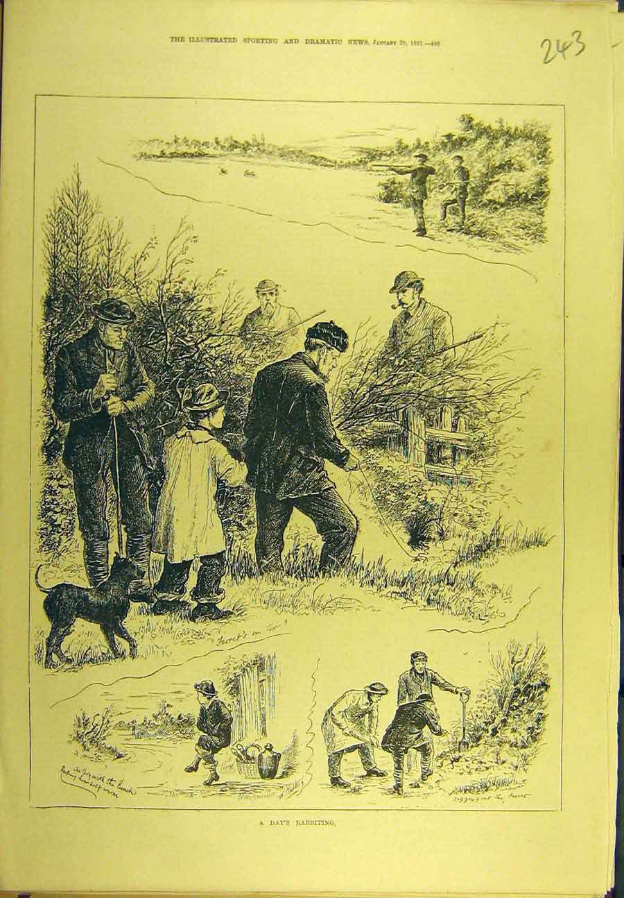 Original Old Antique Print 1881 Rabbit Hunt Shooting Sport 19th