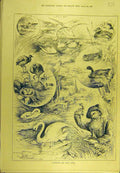 Original Old Antique Print 1889 Wildfowl Nests Swan Seagull Duck Coot Sport 19th