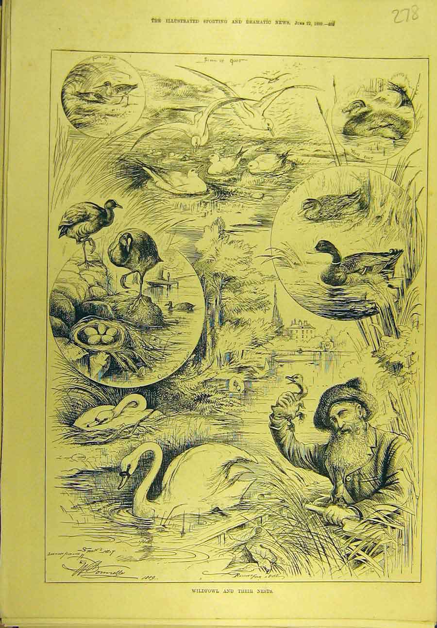 Original Old Antique Print 1889 Wildfowl Nests Swan Seagull Duck Coot Sport 19th