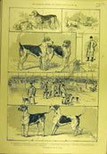 Original Old Antique Print 1889 Peterborough Hound Show Dogs Sport Victorian