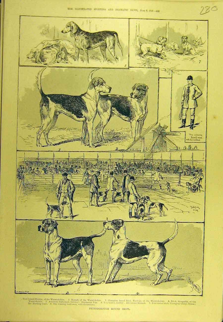 Original Old Antique Print 1889 Peterborough Hound Show Dogs Sport Victorian