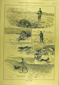 Original Old Antique Print 1887 Rabbit Hares Farm Shooting Sport 19th