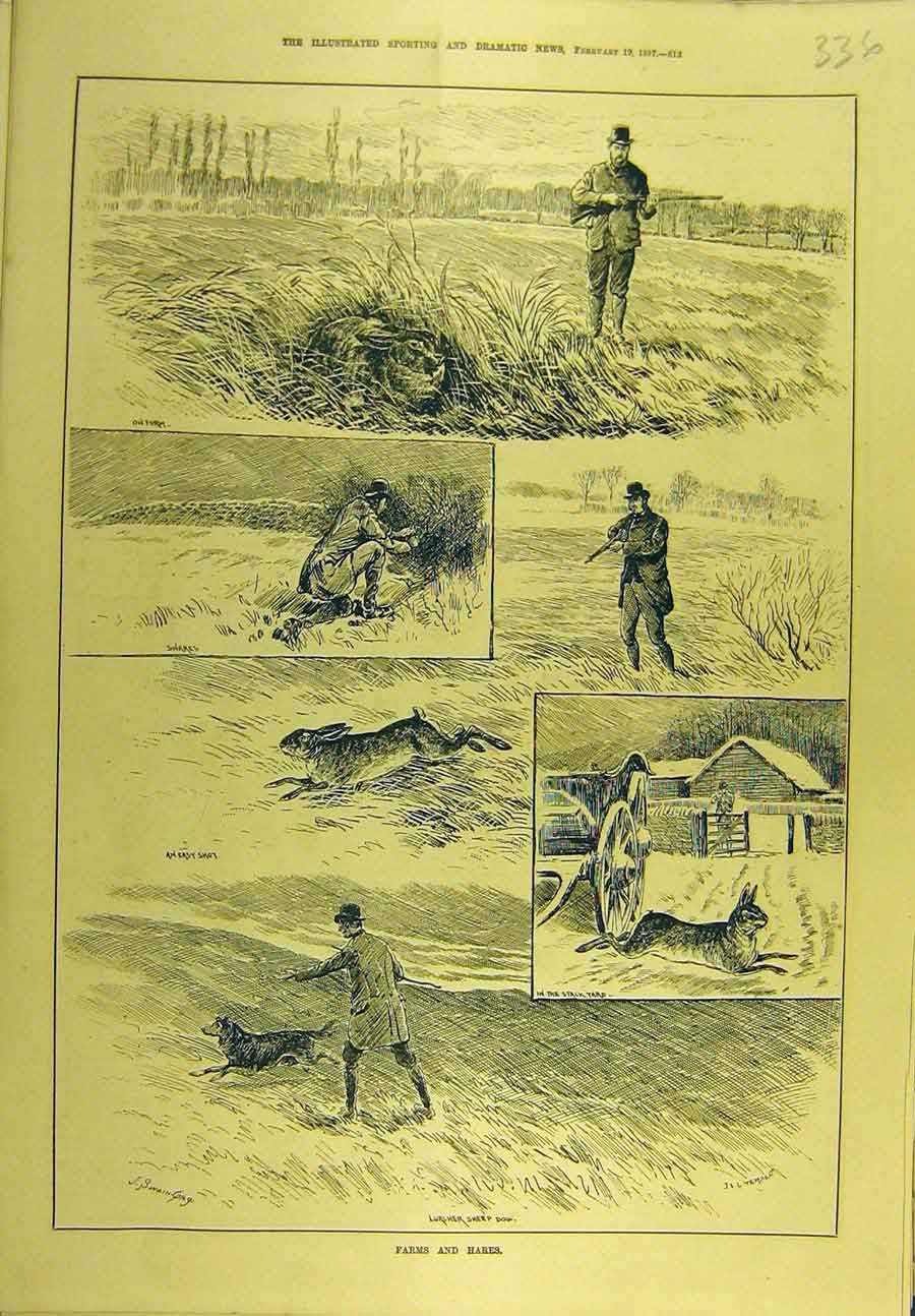 Original Old Antique Print 1887 Rabbit Hares Farm Shooting Sport 19th