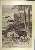 Original Old Antique Print 1895 Roe Deer Caldwell Ducks Wild-Animal Game 19th