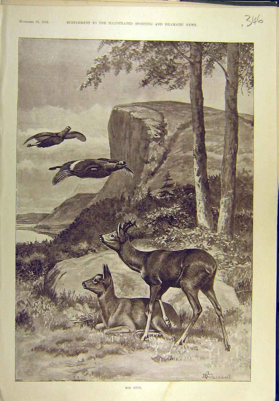 Original Old Antique Print 1895 Roe Deer Caldwell Ducks Wild-Animal Game 19th