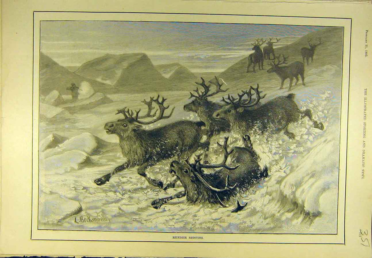 Original Old Antique Print 1893 Reindeer Shooting Sport Wild-Animal Hunting 19th