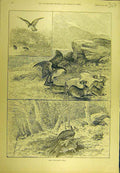 Old Antique Print 1893 Rabbits Predator Birds Hawk Kite Falcon Peregrine 19th