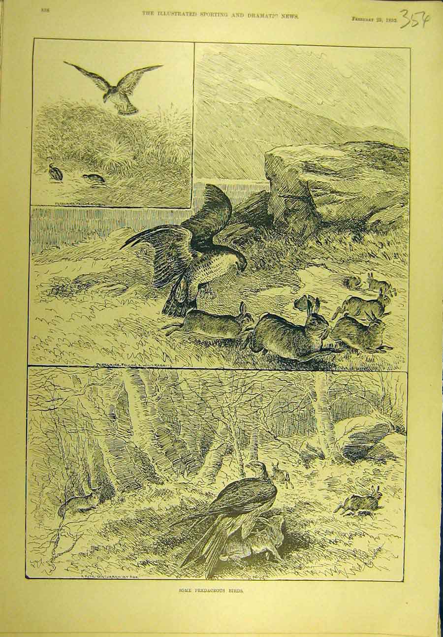 Old Antique Print 1893 Rabbits Predator Birds Hawk Kite Falcon Peregrine 19th