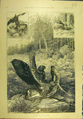 Original Old Antique Print 1892 Gen-Eagle Roe Deer Shooting Sport 19th