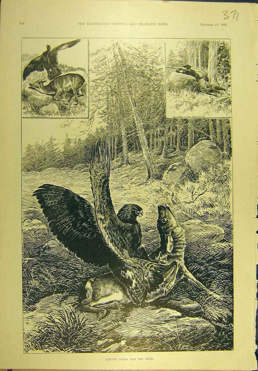 Original Old Antique Print 1892 Gen-Eagle Roe Deer Shooting Sport 19th