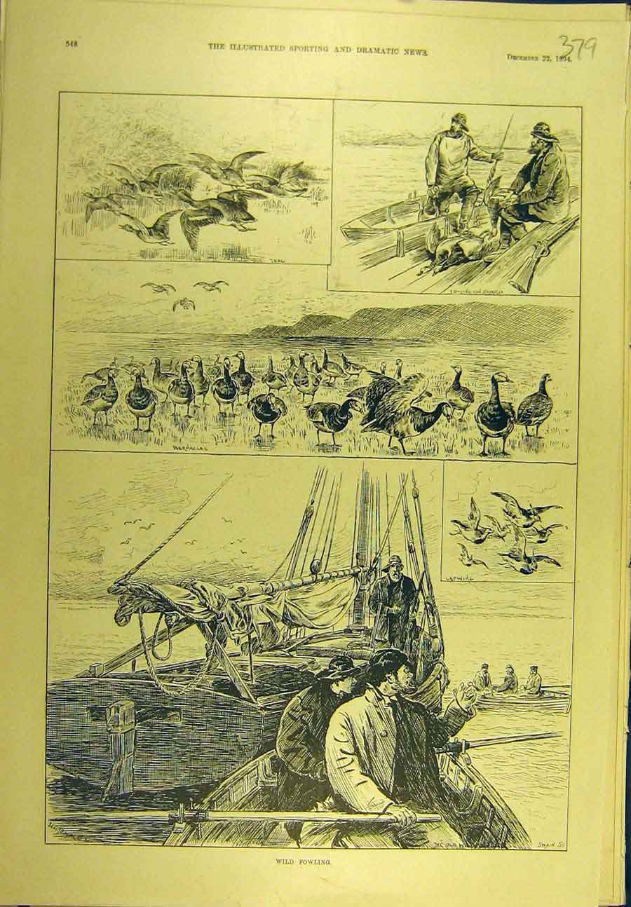 Original Old Antique Print 1894 Wild-Fowling Bernacles Lapwing Teal Sport 19th