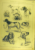 Original Old Antique Print 1879 National Dog Show Birmingham Dadd Hound Terrier