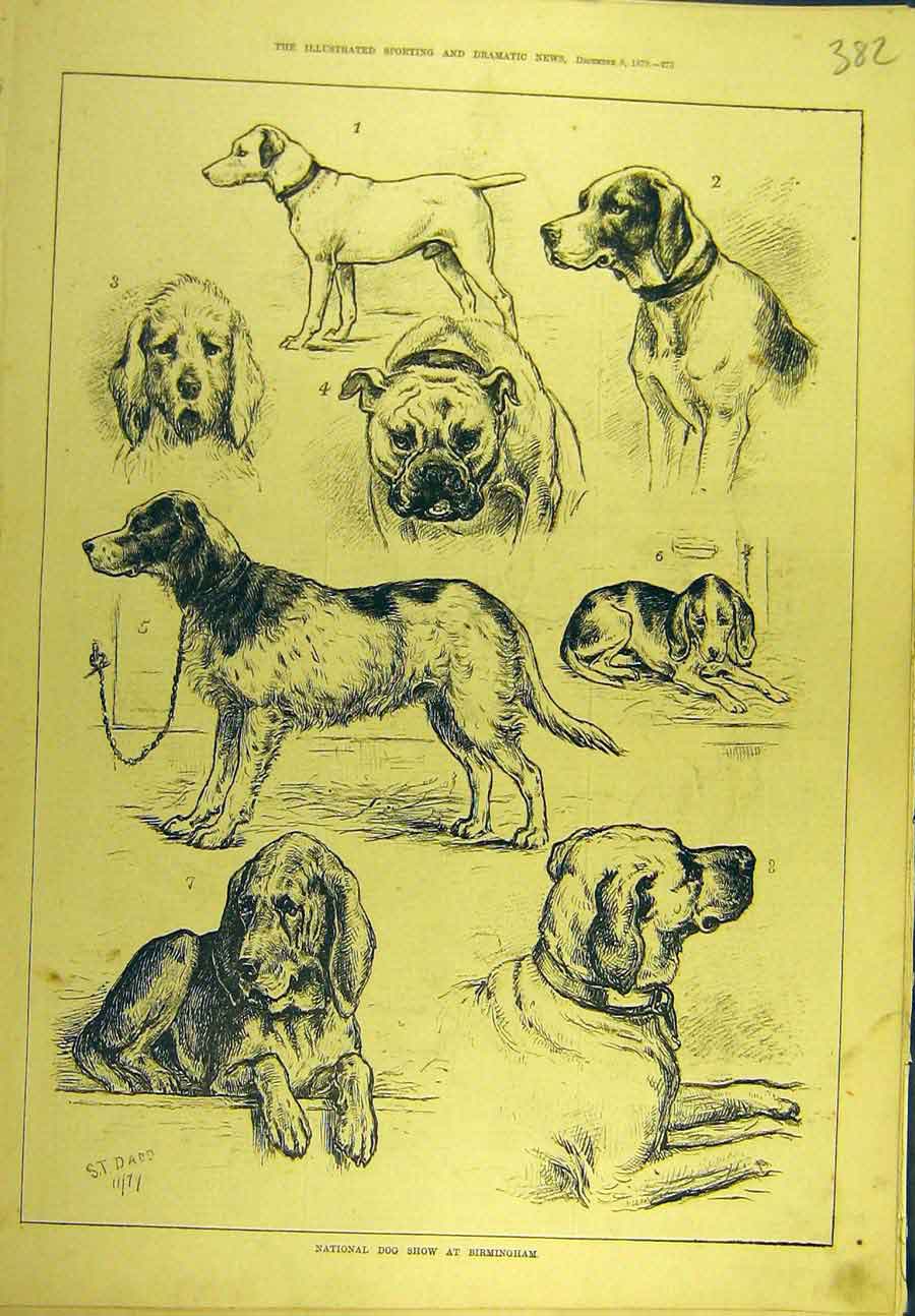 Original Old Antique Print 1879 National Dog Show Birmingham Dadd Hound Terrier
