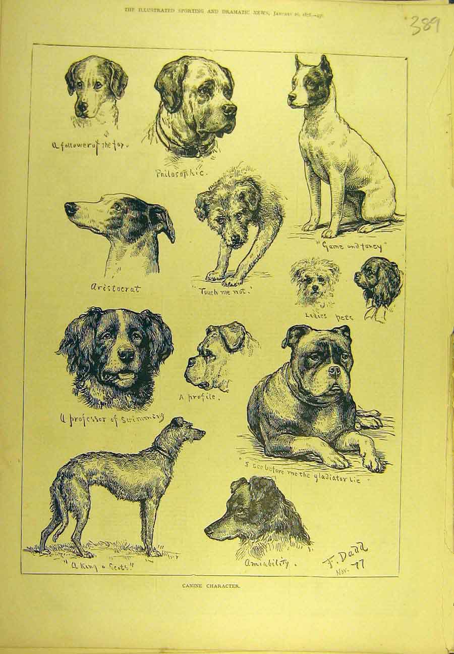 Original Old Antique Print 1878 Canine Character Sketches Portrait Dogs Dadd