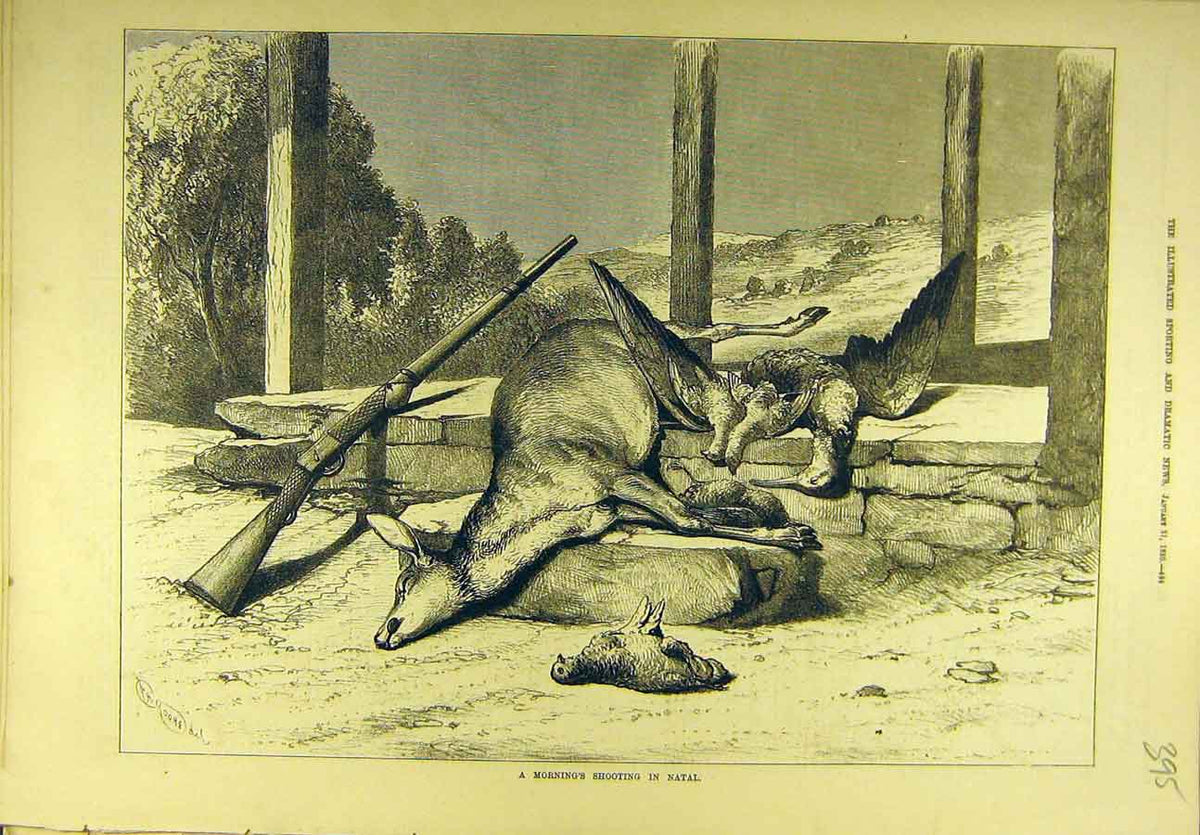 Original Old Antique Print 1880 Shooting Natal South-Africa Game-Bird Buck 19th