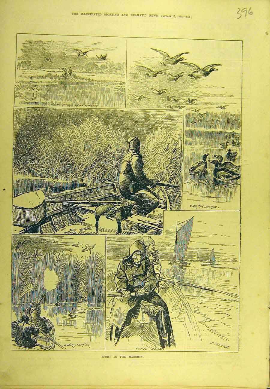 Original Old Antique Print 1880 Sport Marshes Game-Bird Ducks Shooting Victorian
