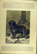 Original Old Antique Print 1877 Lighthouse Dog St. Bernard 19th