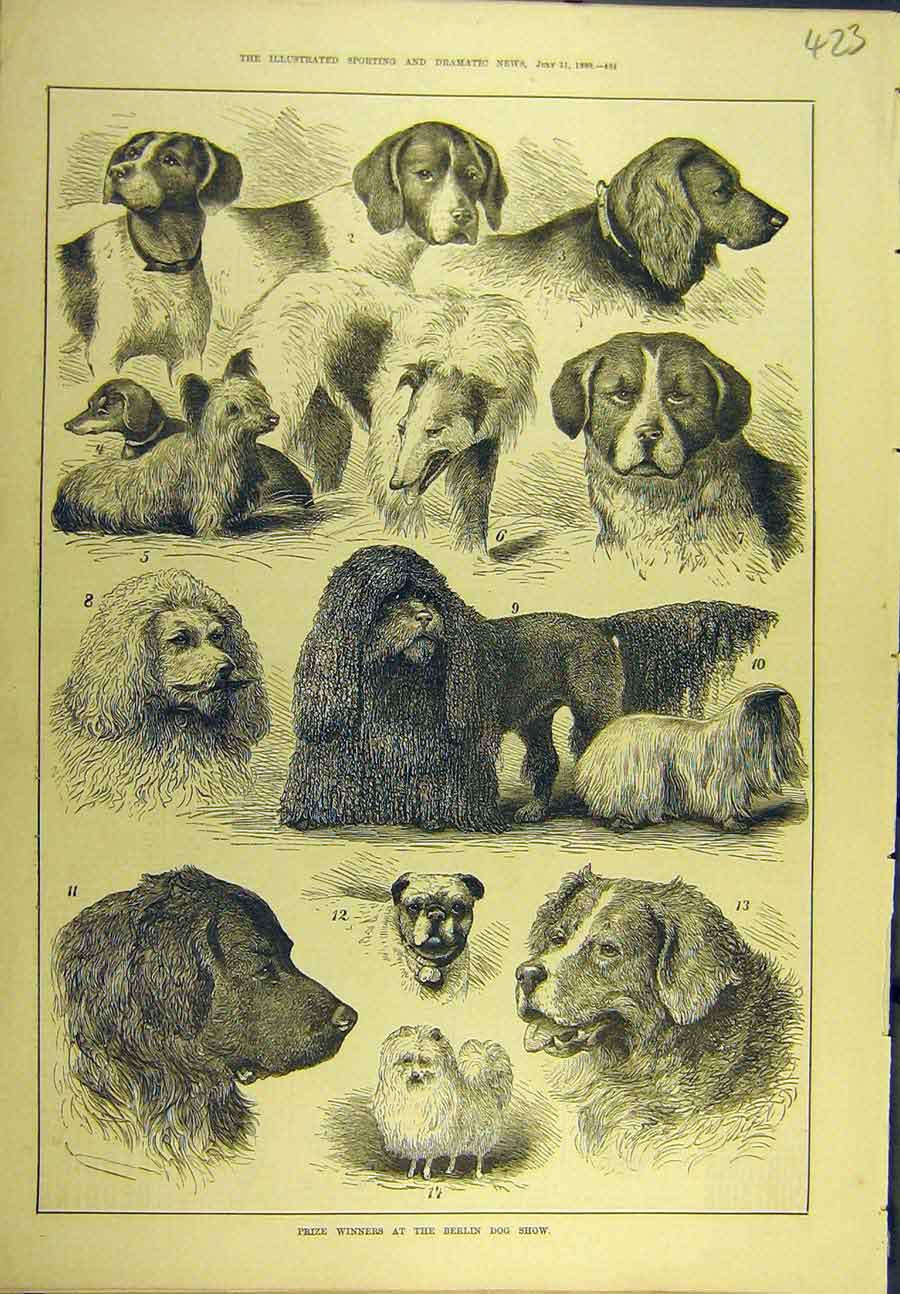 Original Old Antique Print 1880 Berlin Dog Show Winners Canine Sport Victorian