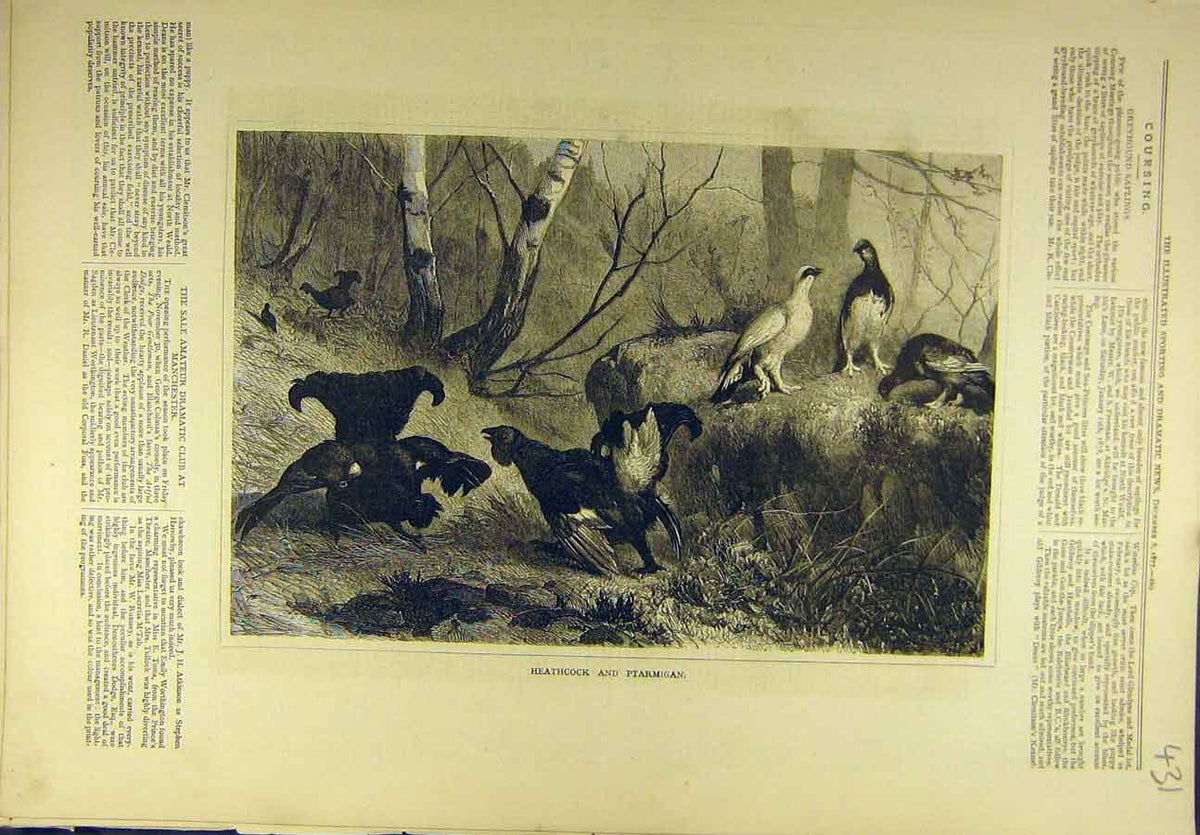 Original Old Antique Print 1877 Heathcock Ptarmigan Game-Bird Sport Victorian