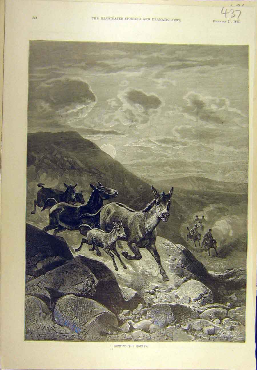 Original Old Antique Print 1895 Hunting Koulan Donkeys Sport 19th